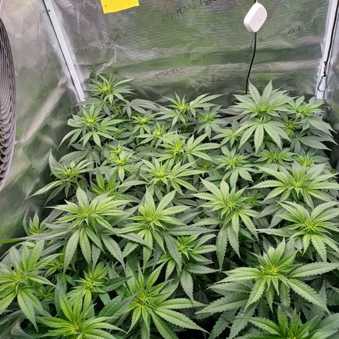 Wappa growlog timeline photo