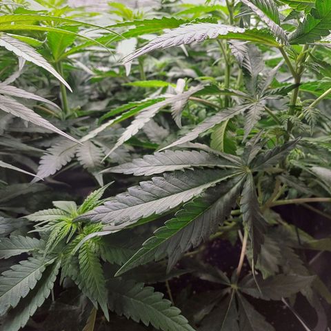 Wappa growlog timeline photo