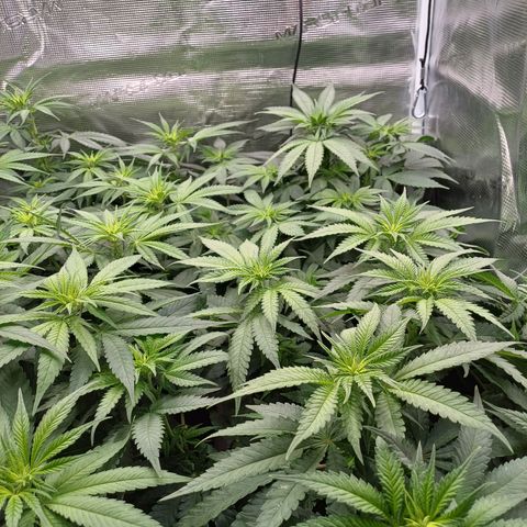 Wappa growlog timeline photo