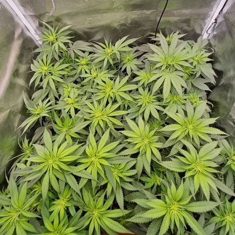 Wappa growlog timeline photo