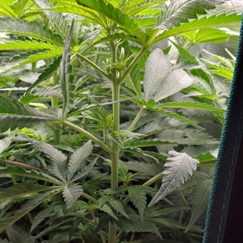 Wappa growlog timeline photo