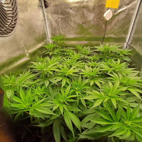 Wappa growlog timeline photo