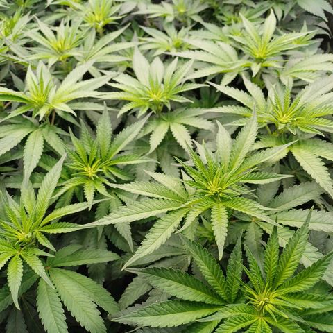 Wappa growlog timeline photo