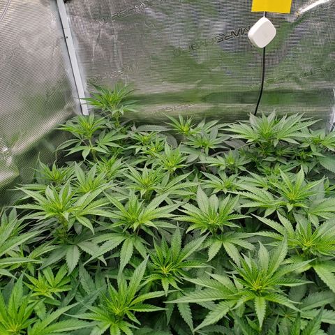 Wappa growlog timeline photo