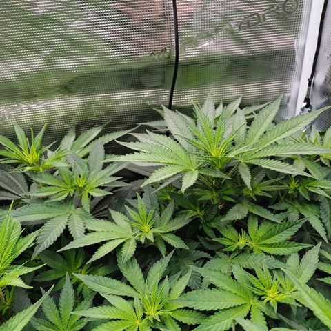 Wappa growlog timeline photo