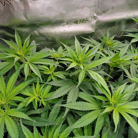 Wappa growlog timeline photo