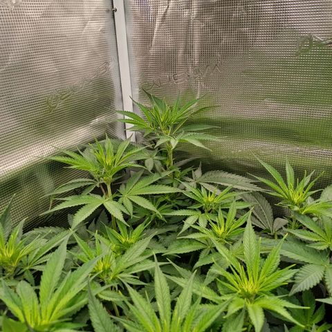 Wappa growlog timeline photo