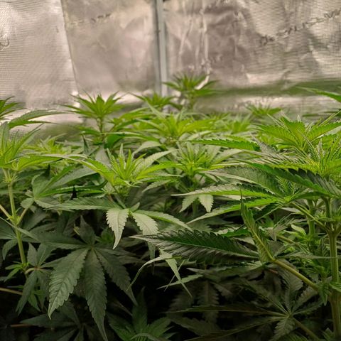 Wappa growlog timeline photo