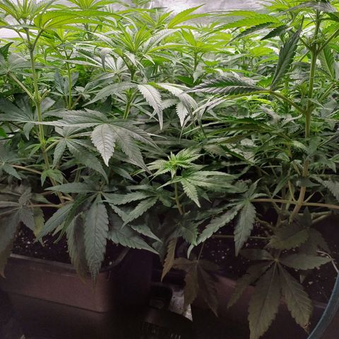 Wappa growlog photo: 145W Abstand 40cm
23° - 26° 
43cm - 48cm