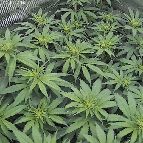 Wappa growlog photo: 145W Abstand 40cm
23° - 26° 
43cm - 48cm