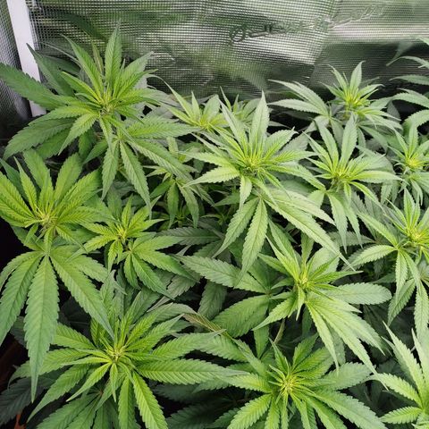 Wappa growlog photo: 145W Abstand 40cm
23° - 26° 
43cm - 48cm
