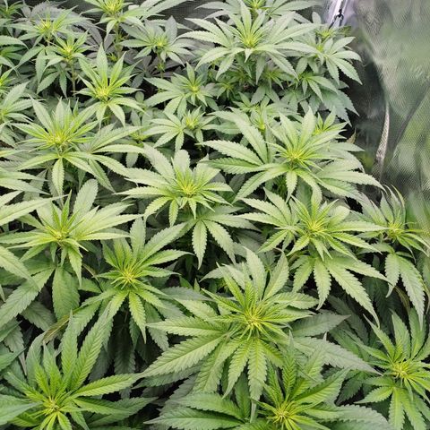 Wappa growlog photo: 145W Abstand 40cm
23° - 26° 
43cm - 48cm