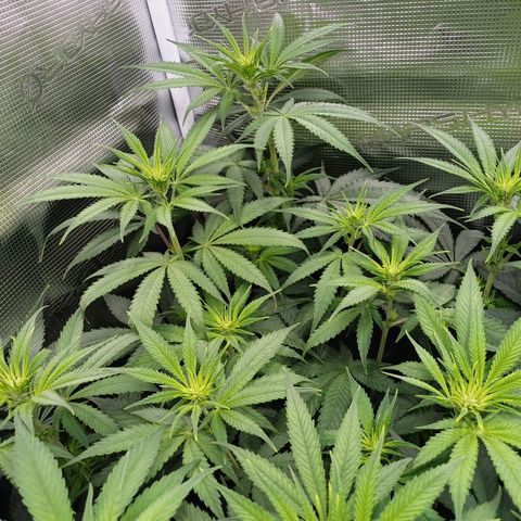 Wappa growlog photo: 145W Abstand 40cm
23° - 26° 
43cm - 48cm