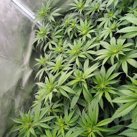 Wappa growlog photo: 145W Abstand 40cm
23° - 26° 
43cm - 48cm