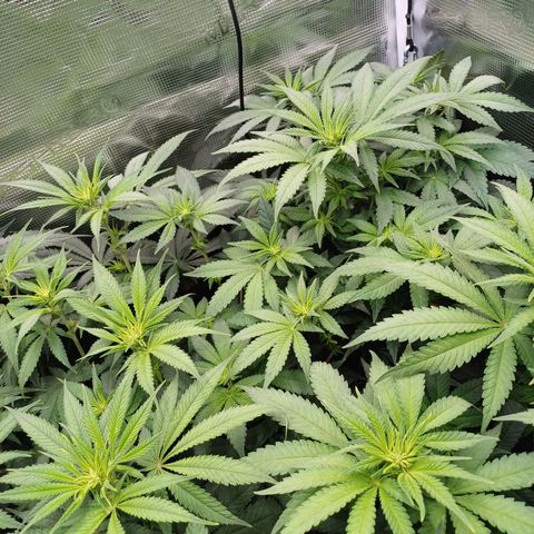 Wappa growlog photo: 145W Abstand 40cm
23° - 26° 
43cm - 48cm