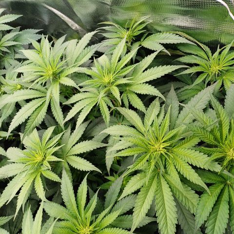 Wappa growlog photo: 145W Abstand 40cm
23° - 26° 
43cm - 48cm