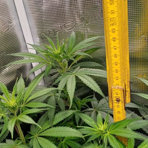 Wappa growlog photo: 145W Abstand 40cm
23° - 26° 
43cm - 48cm