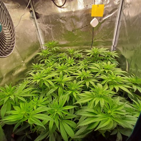 Wappa growlog photo: 145W Abstand 40cm
23° - 26° 
43cm - 48cm