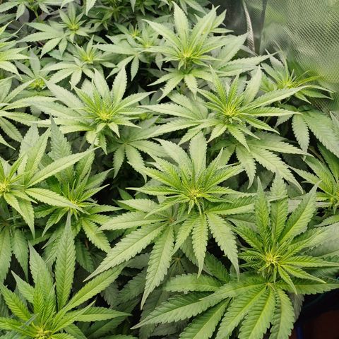 Wappa growlog photo: 145W Abstand 40cm
23° - 26°
47cm - 50cm