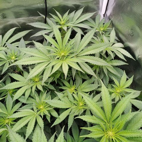 Wappa growlog photo: 145W Abstand 40cm
23° - 26°
47cm - 50cm