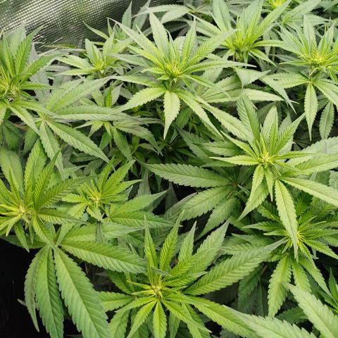 Wappa growlog photo: 145W Abstand 40cm
23° - 26°
47cm - 50cm
