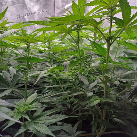 Wappa growlog photo: 145W Abstand 40cm
23° - 26°
47cm - 50cm