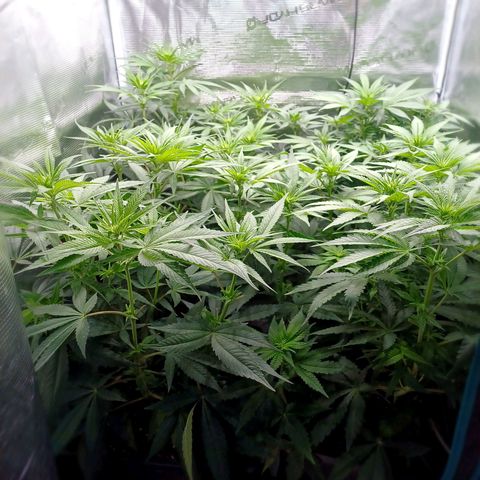 Wappa growlog photo: 145W Abstand 40cm
23° - 26°
47cm - 50cm