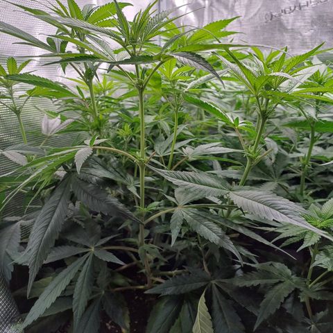 Wappa growlog photo: 145W Abstand 40cm
23° - 26°
47cm - 50cm