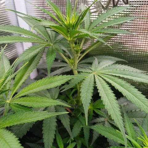 Wappa growlog photo: 145W Abstand 40cm
23° - 26°
47cm - 50cm