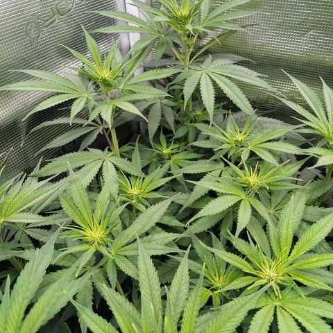 Wappa growlog photo: 145W Abstand 40cm
23° - 26°
47cm - 50cm