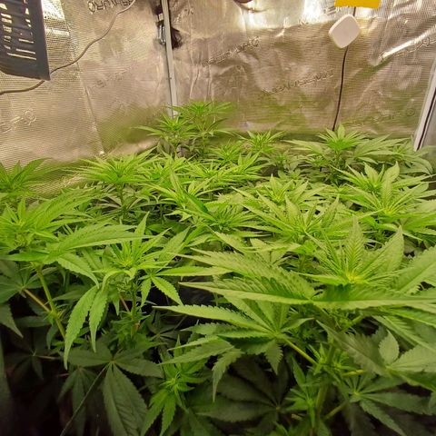 Wappa growlog photo: 49cm - 55cm