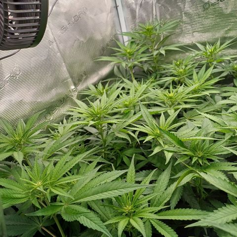 Wappa growlog photo: 49cm - 55cm