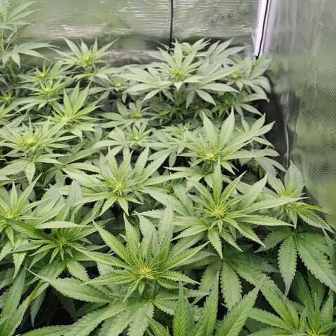 Wappa growlog photo: 49cm - 55cm