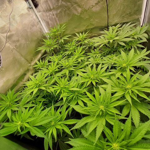 Wappa growlog photo: 49cm - 55cm