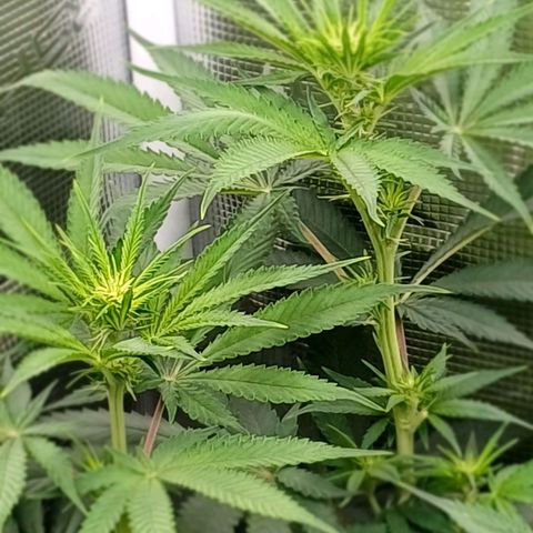 Wappa growlog timeline photo