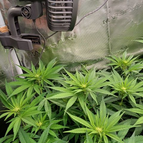 Wappa growlog timeline photo