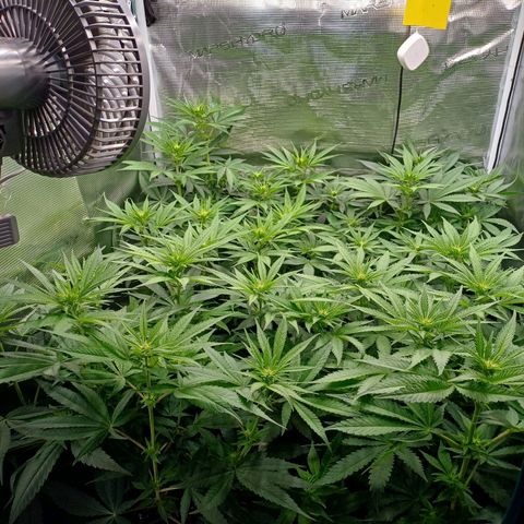 Wappa growlog timeline photo