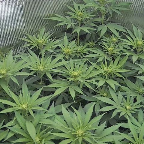 Wappa growlog timeline photo