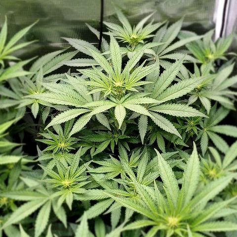 Wappa growlog timeline photo