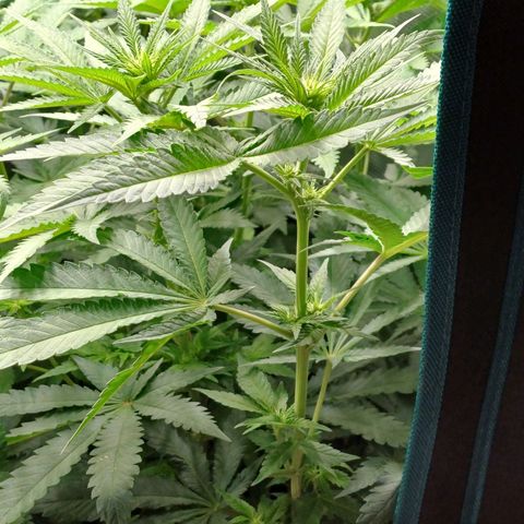 Wappa growlog timeline photo