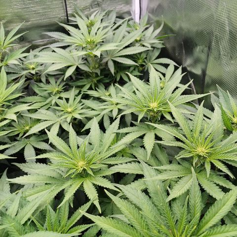 Wappa growlog timeline photo