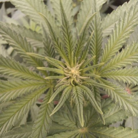 Wappa growlog timeline photo