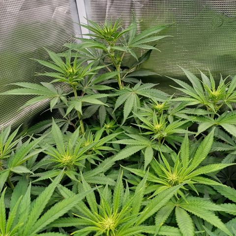 Wappa growlog timeline photo
