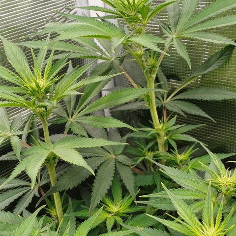Wappa growlog timeline photo
