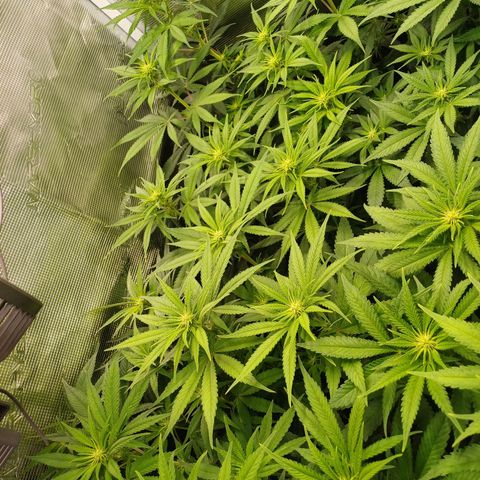 Wappa growlog timeline photo