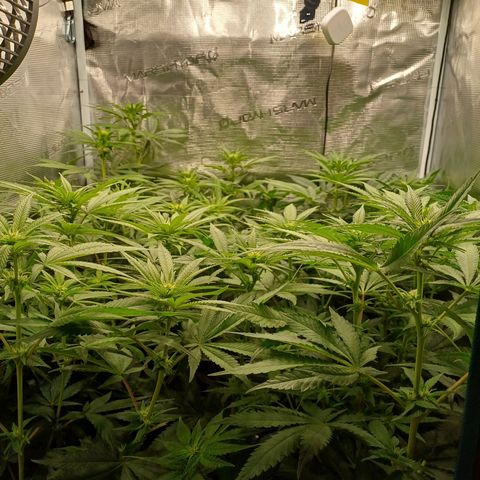 Wappa growlog timeline photo