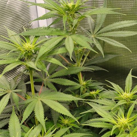 Wappa growlog timeline photo