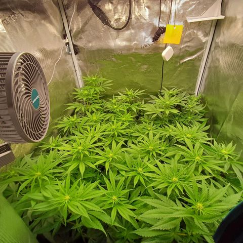 Wappa growlog timeline photo