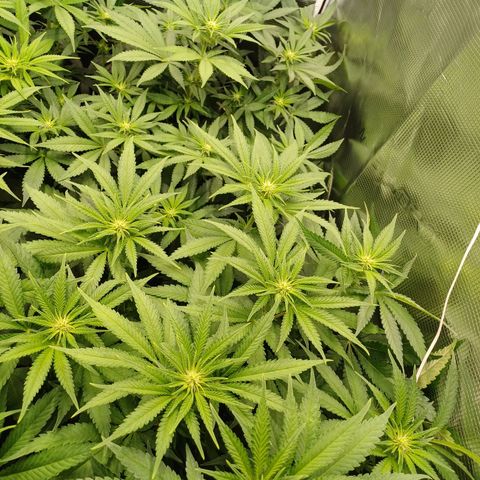 Wappa growlog timeline photo