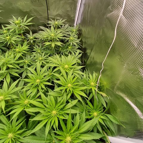 Wappa growlog timeline photo